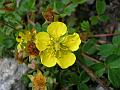 Five Finger Cinquefoil